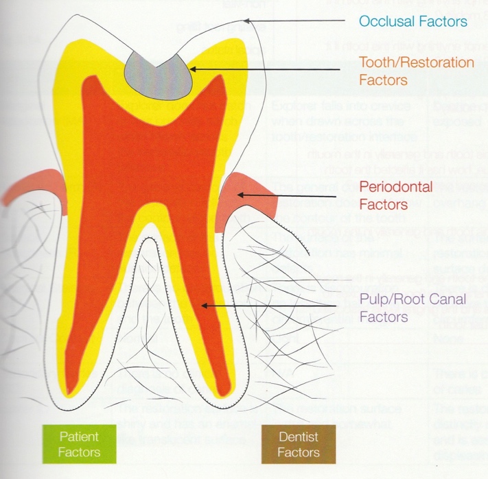 Occlusal factors